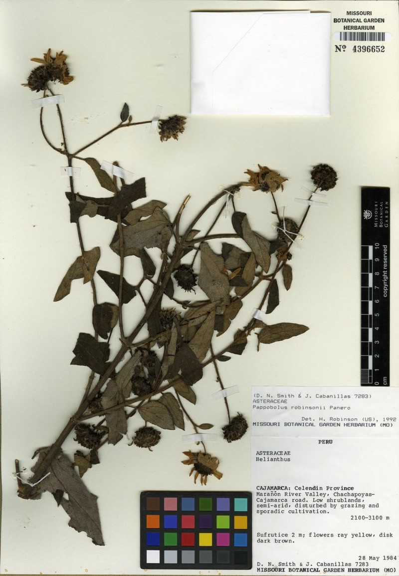 Pappobolus robinsonii