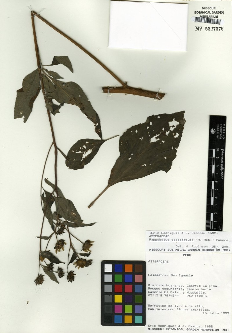 Pappobolus sagasteguii