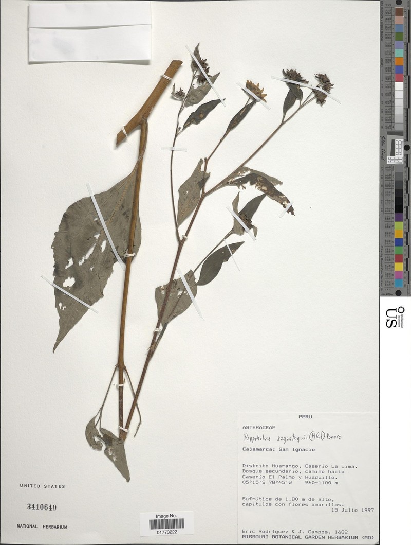 Pappobolus sagasteguii photo 2