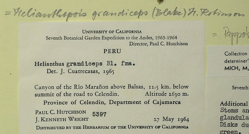 Pappobolus sagasteguii photo 3