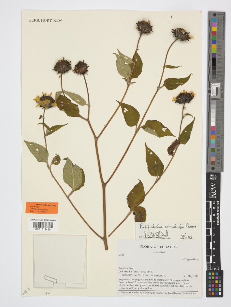 Pappobolus schillingii