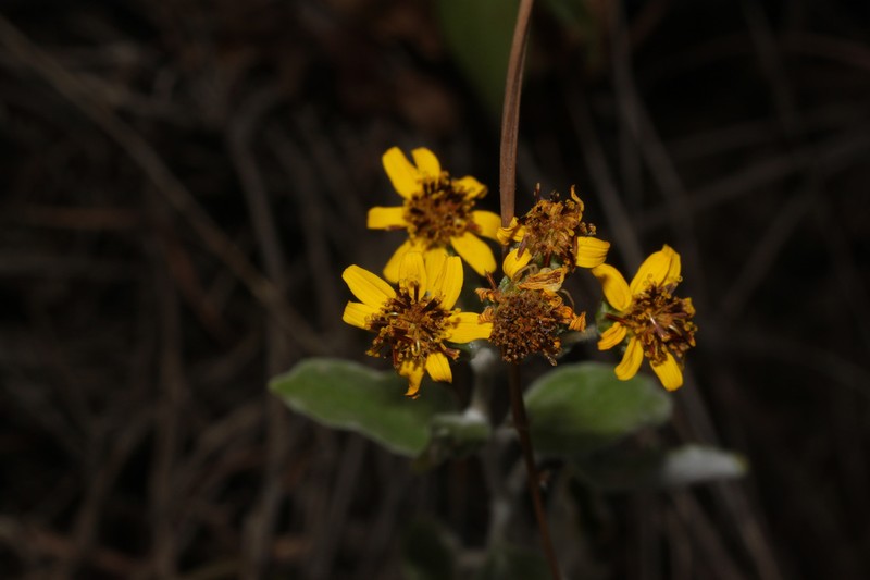 Pappobolus senex