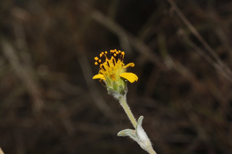 Pappobolus senex photo 2
