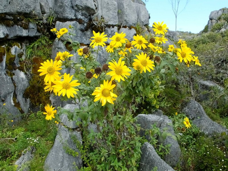Pappobolus stuebelii photo 4