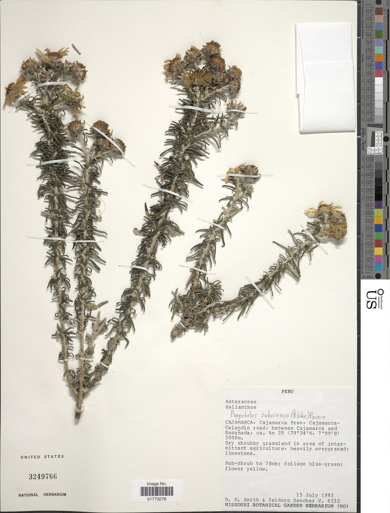 Pappobolus subniveus photo 3