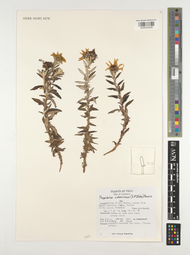 Pappobolus subniveus photo 4