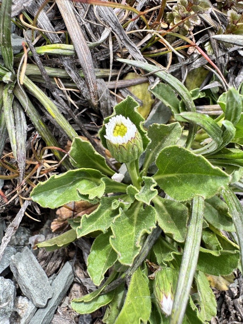 Pappochroma bellidioides