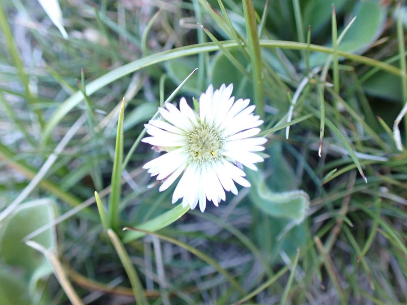 Pappochroma bellidioides photo 2