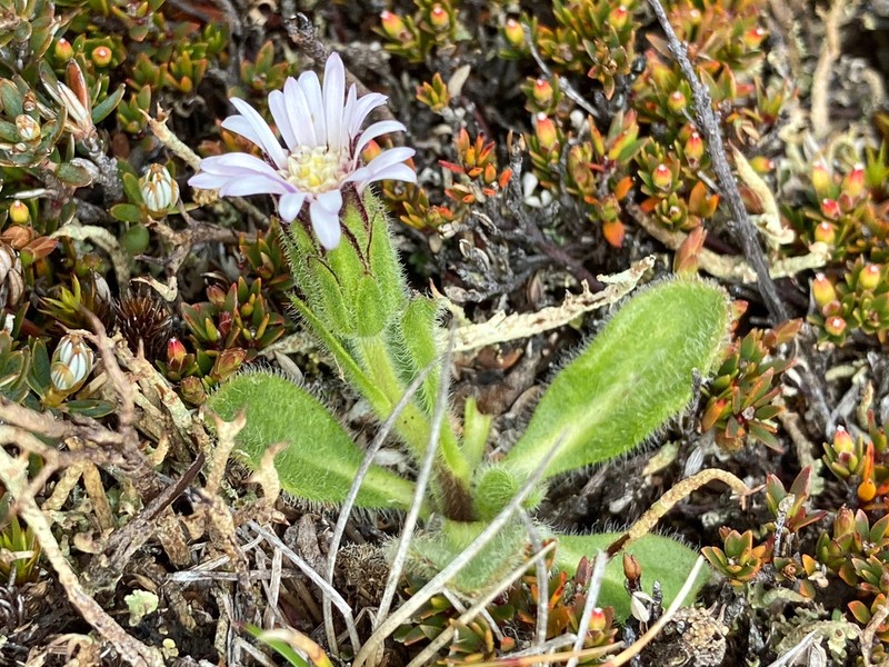 Pappochroma bellidioides photo 3