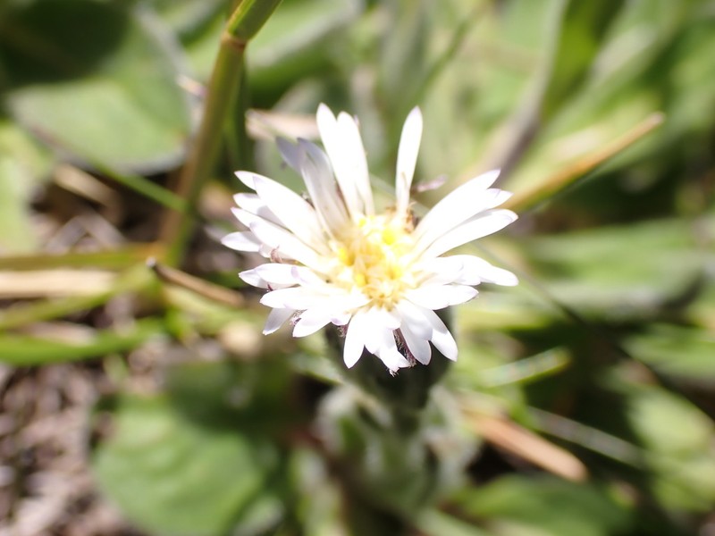 Pappochroma bellidioides photo 6