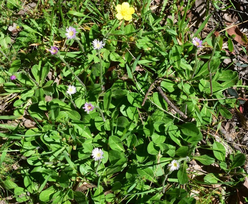Pappochroma bellidioides photo 7