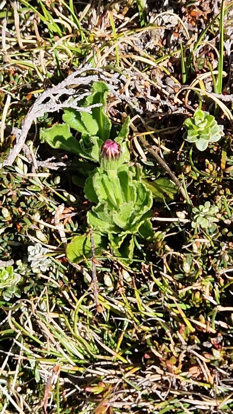 Pappochroma gunnii