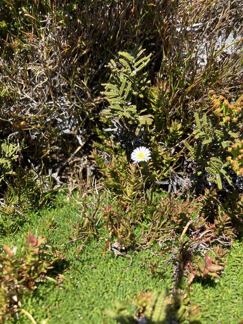 Pappochroma gunnii photo 4