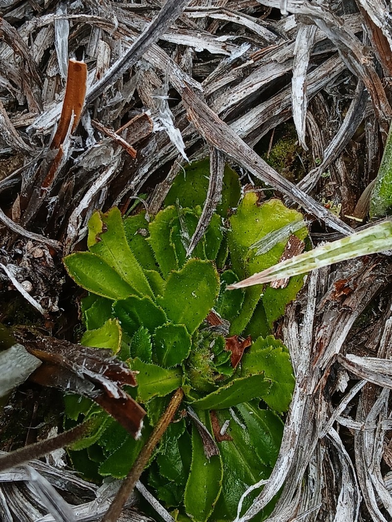 Pappochroma gunnii photo 6