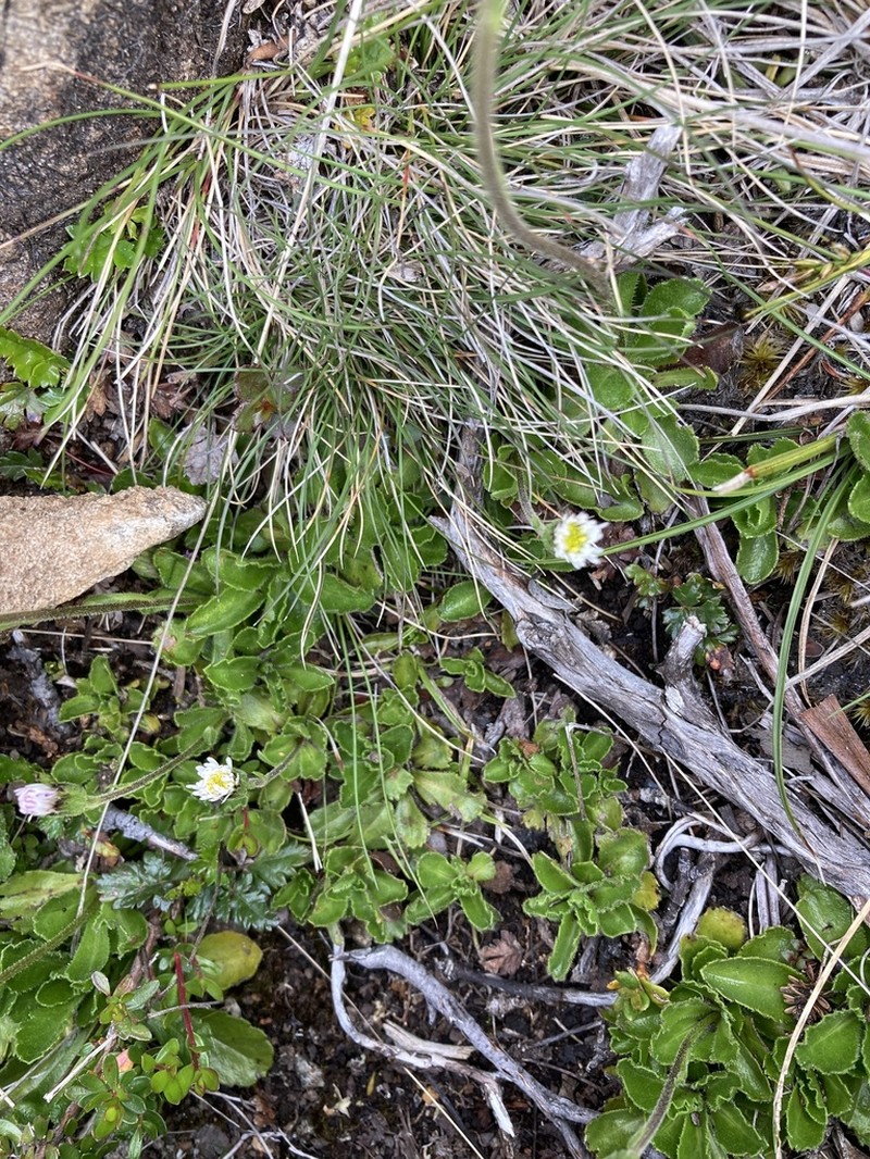 Pappochroma gunnii photo 8
