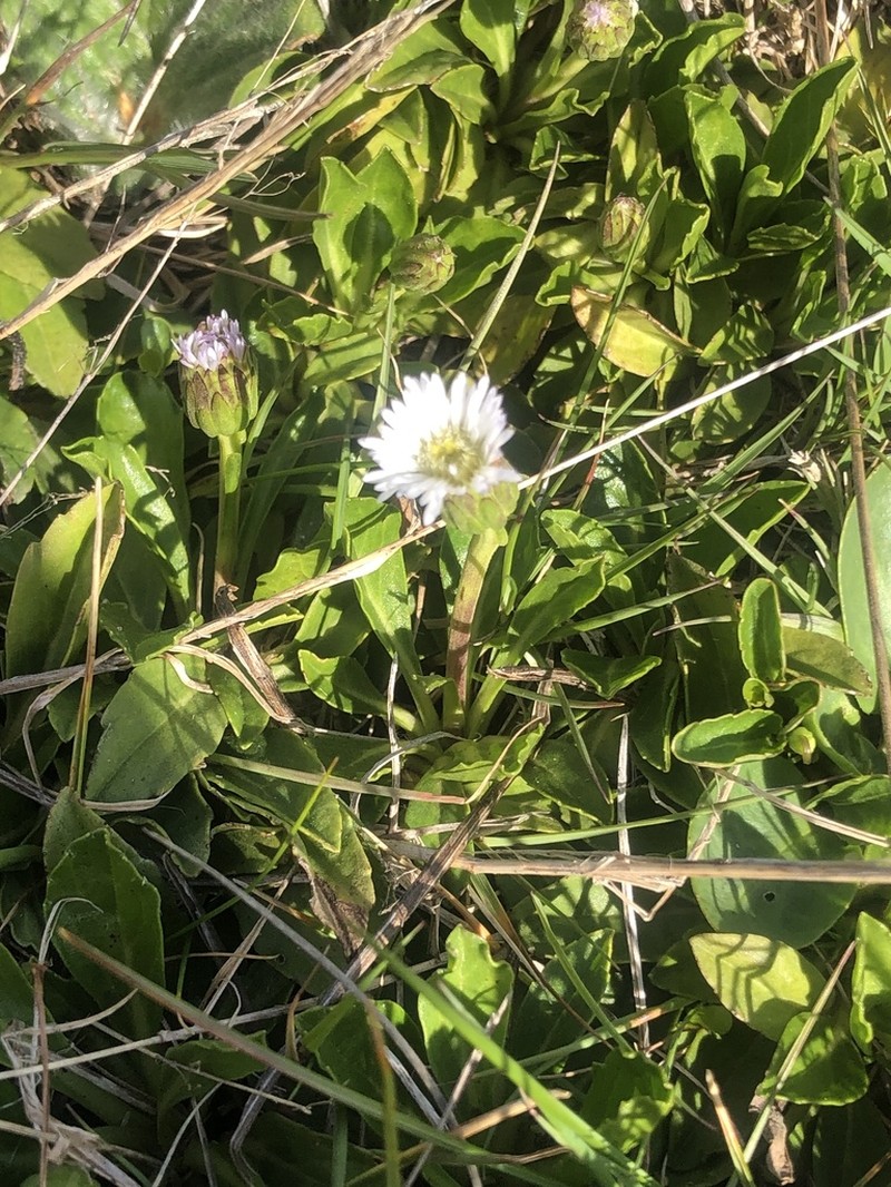 Pappochroma nitidum