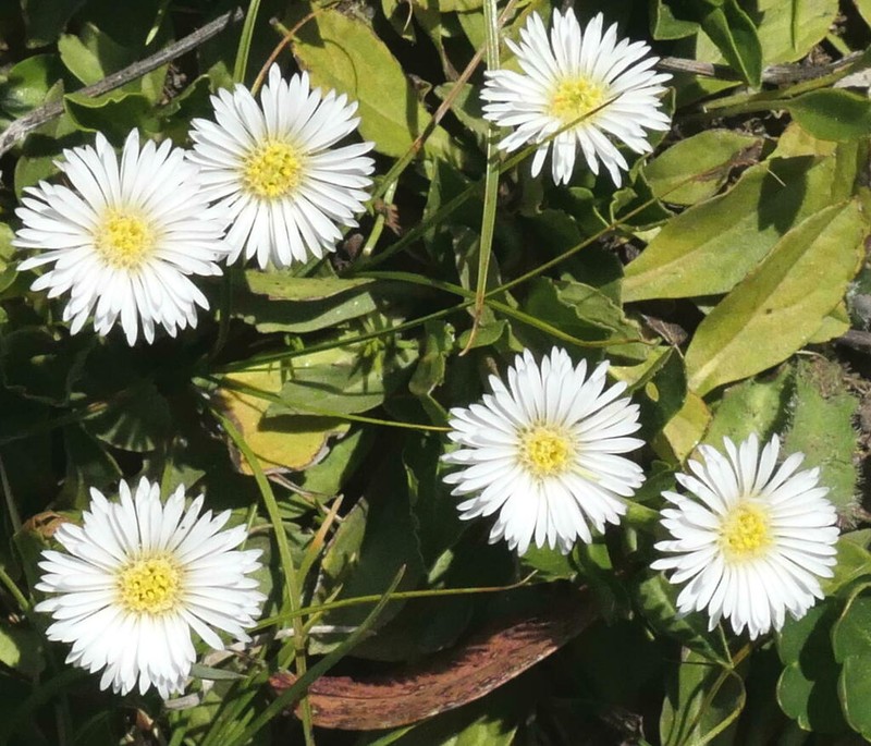 Pappochroma nitidum photo 2