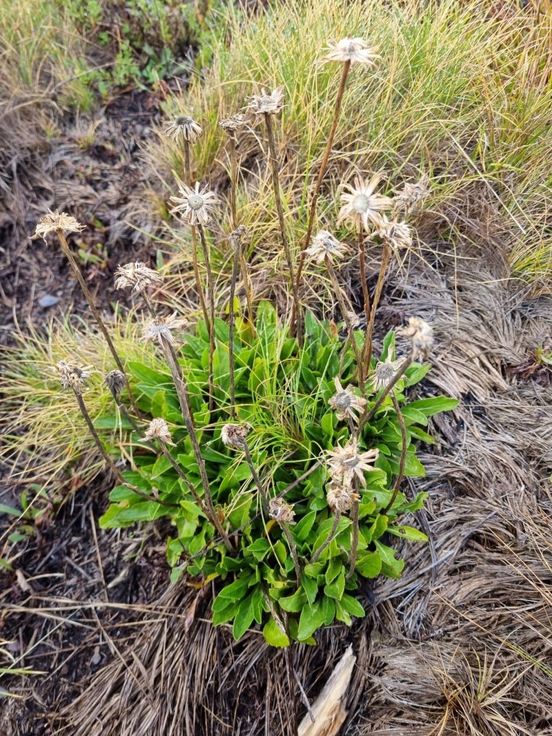 Pappochroma nitidum photo 3