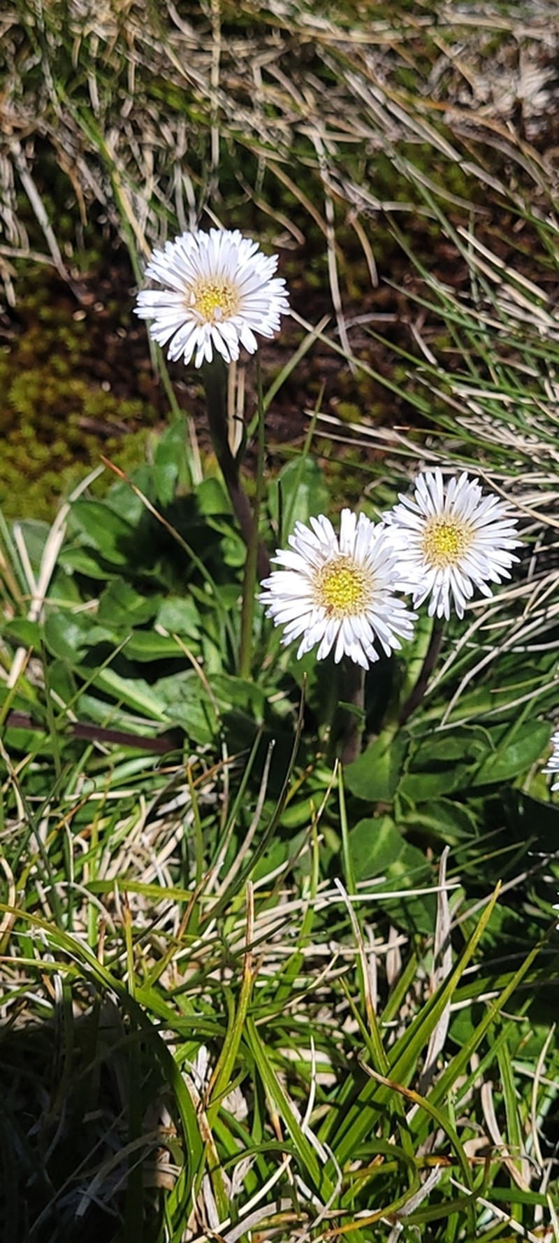 Pappochroma nitidum photo 4