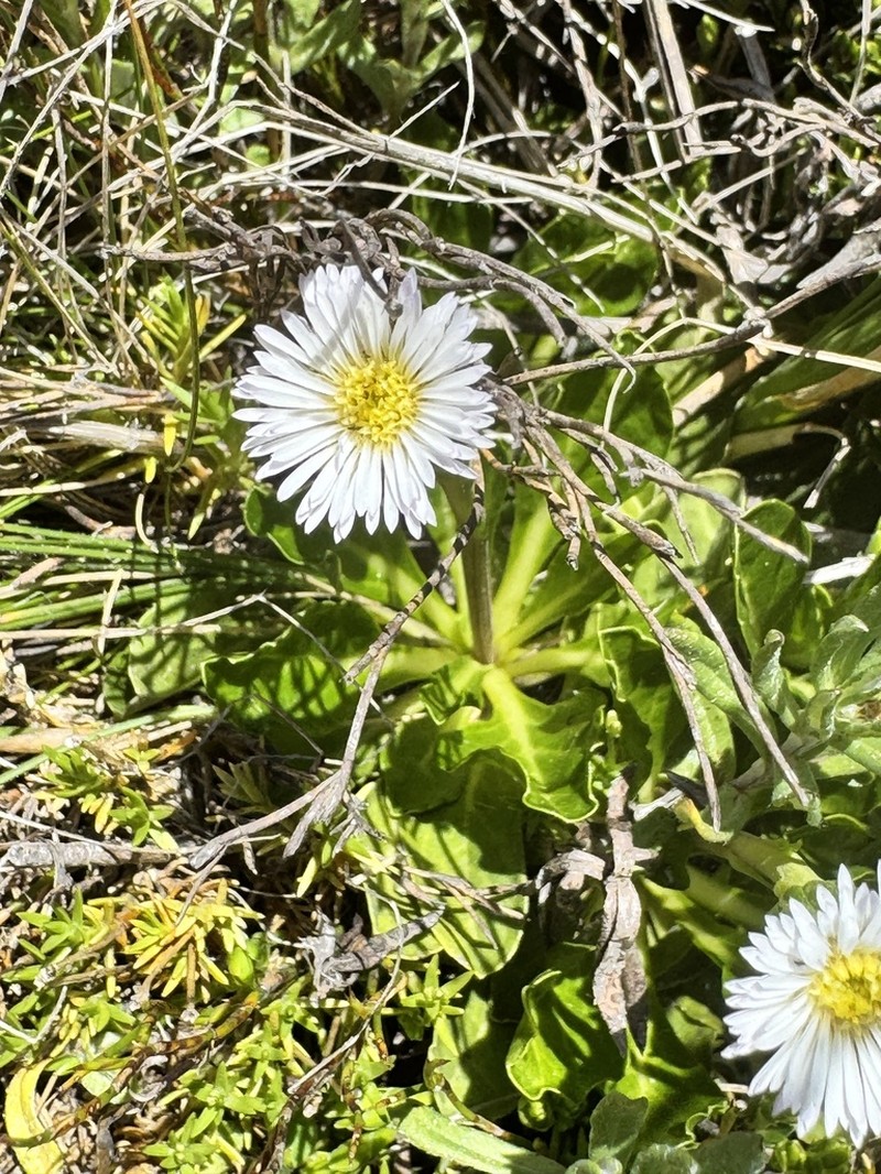 Pappochroma nitidum photo 5