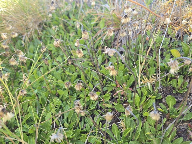 Pappochroma nitidum photo 7