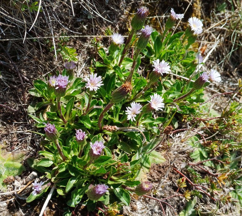Pappochroma nitidum photo 8