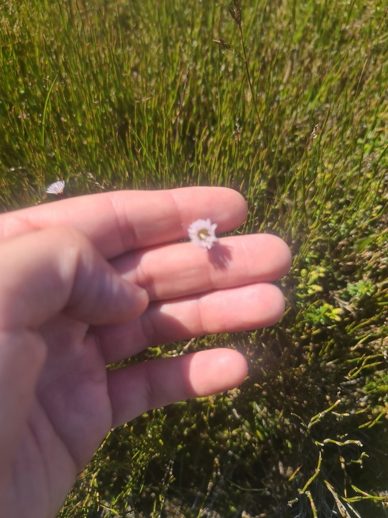 Pappochroma paludicola photo 2