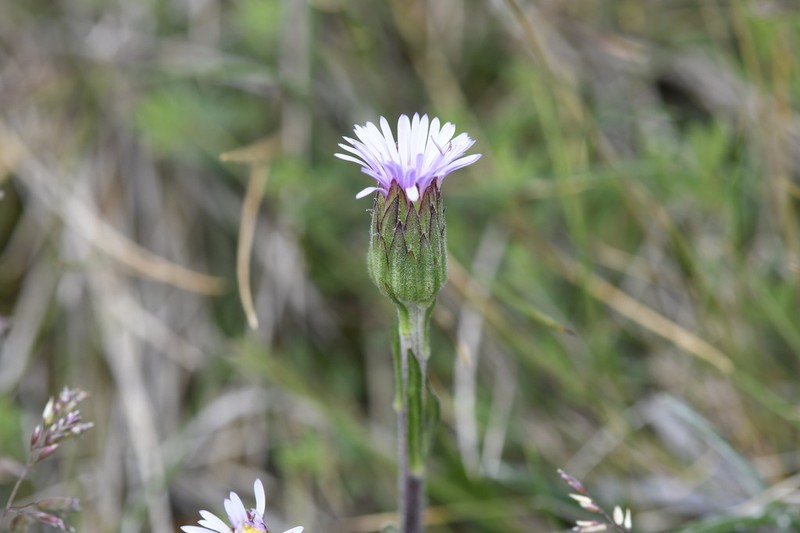 Pappochroma paludicola photo 3