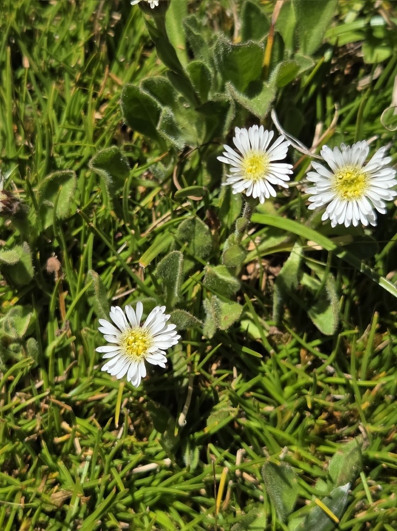 Pappochroma paludicola photo 4