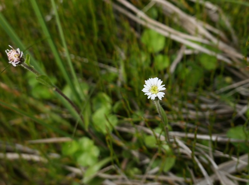 Pappochroma paludicola photo 6