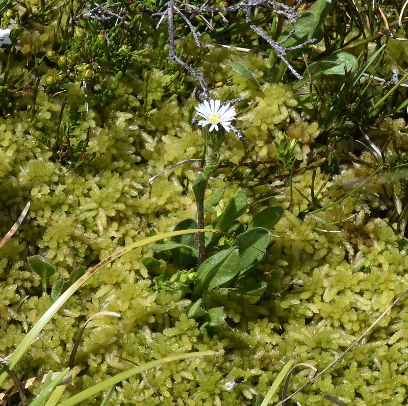 Pappochroma paludicola photo 7