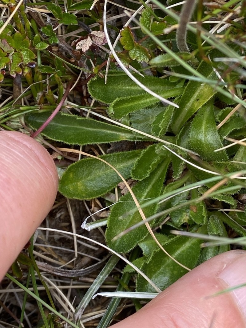 Pappochroma pappocromum