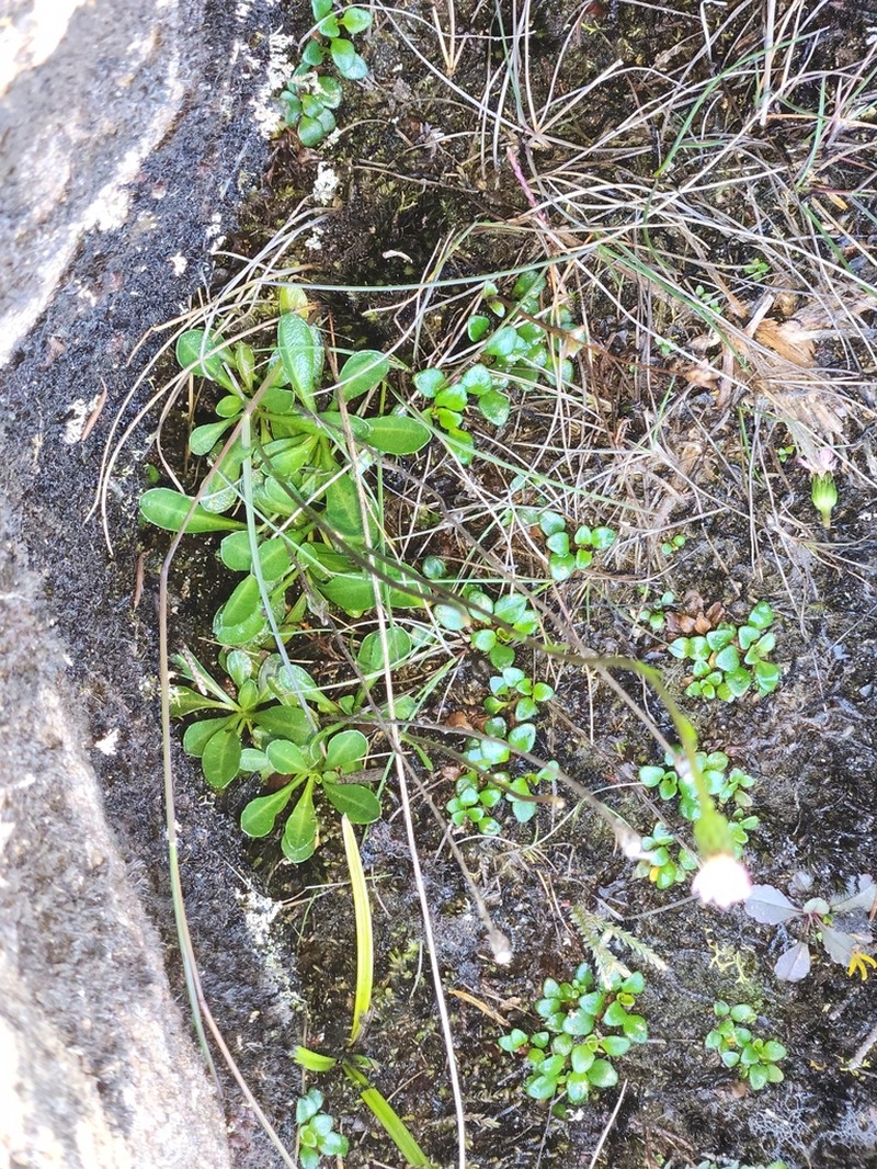 Pappochroma pappocromum photo 2