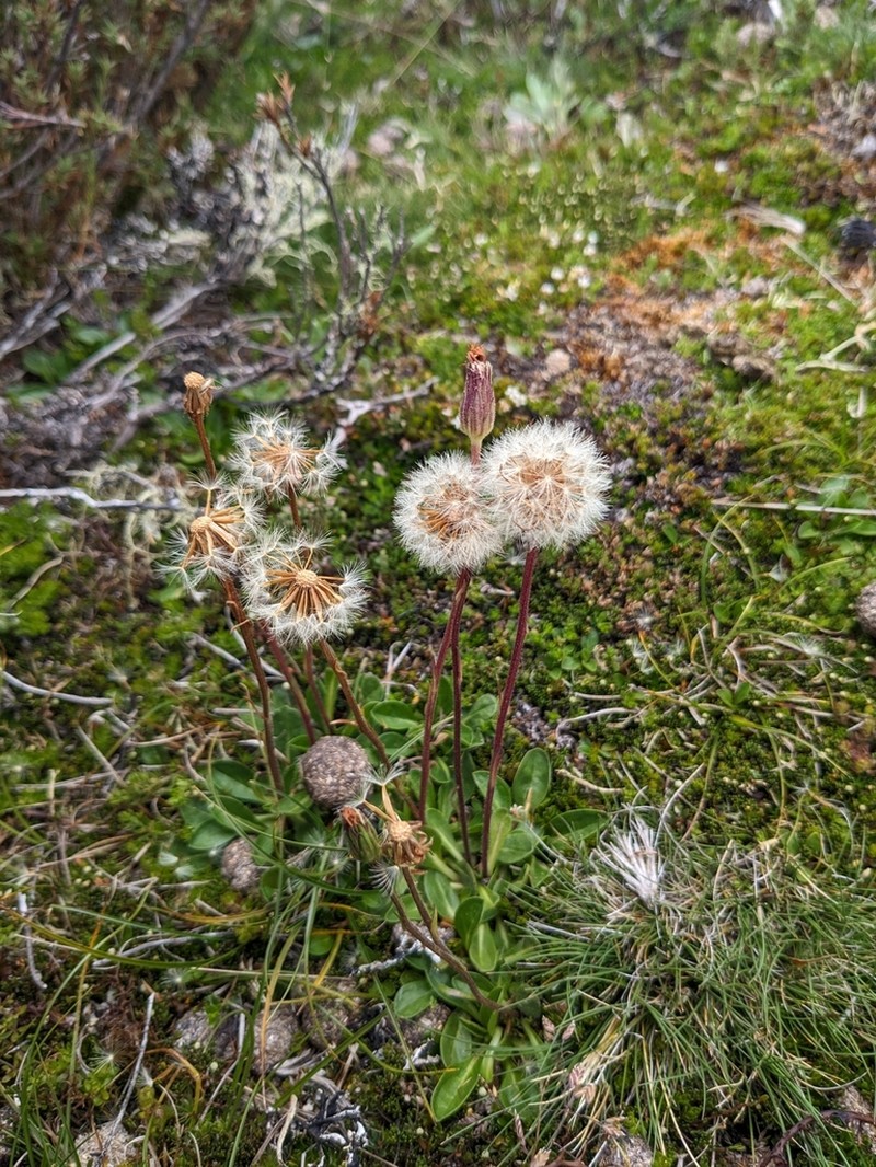 Pappochroma pappocromum photo 3