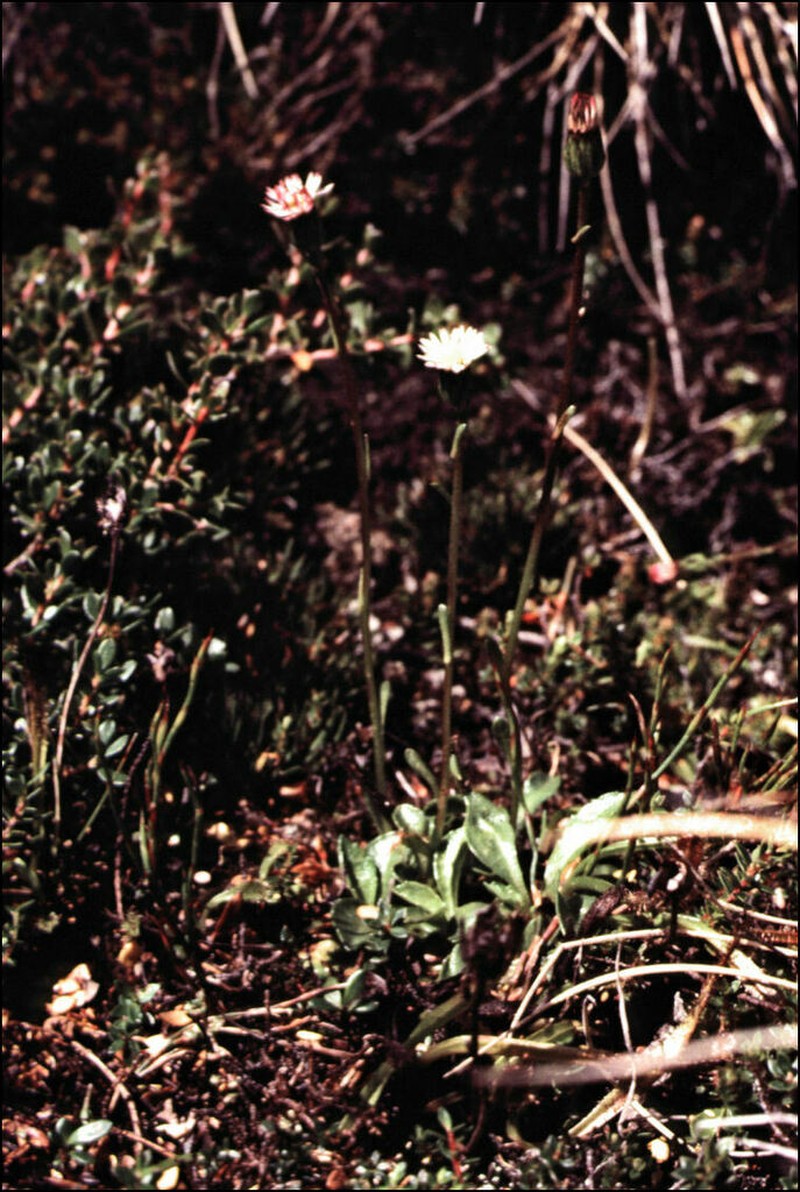 Pappochroma pappocromum photo 5