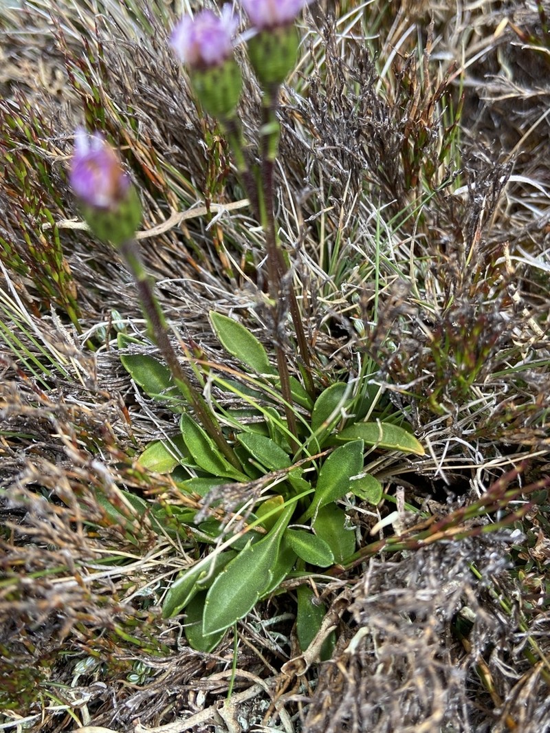 Pappochroma pappocromum photo 6