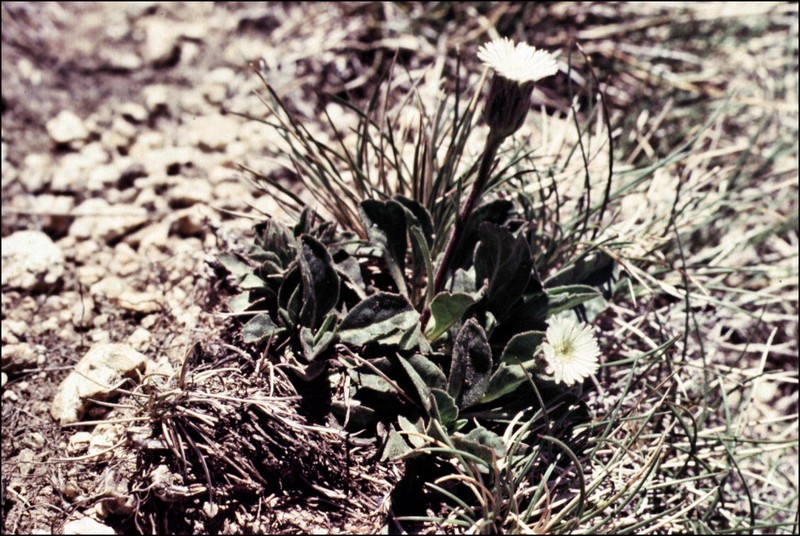 Pappochroma pappocromum photo 7