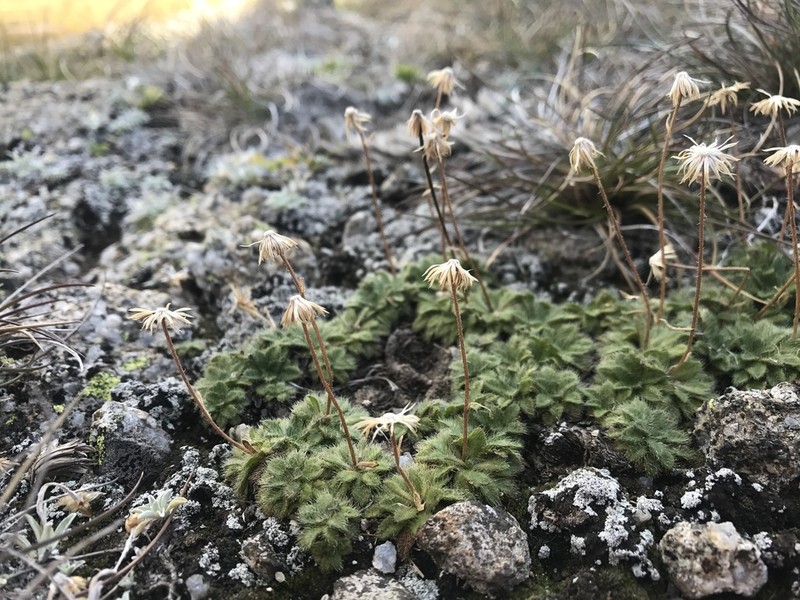 Pappochroma setosum