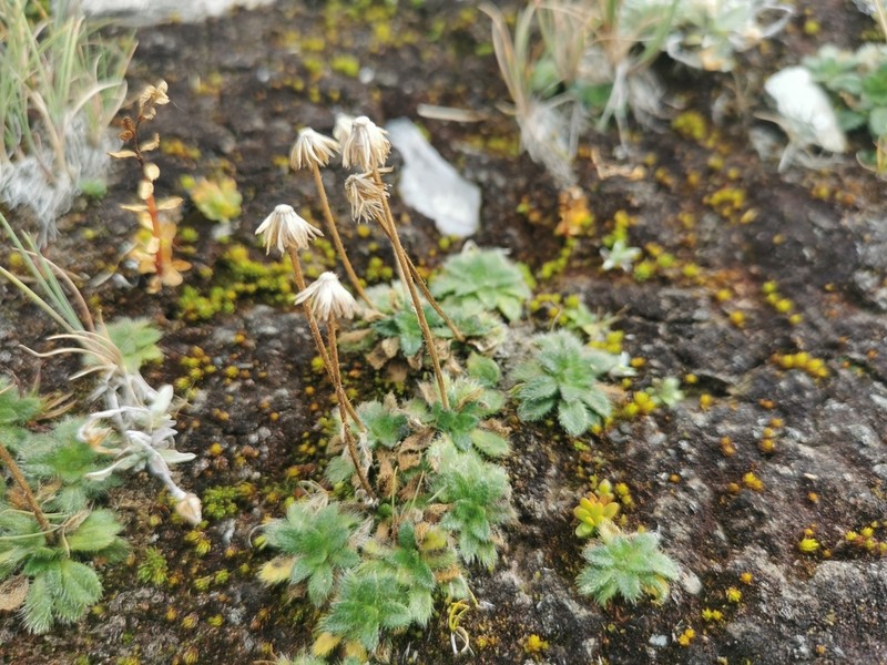 Pappochroma setosum photo 2