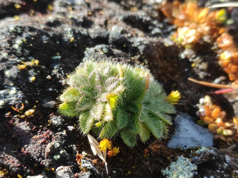 Pappochroma setosum photo 7