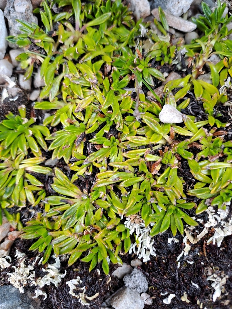 Pappochroma stellatum
