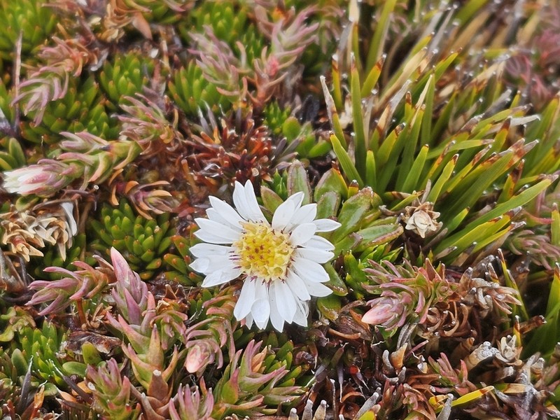 Pappochroma stellatum photo 2