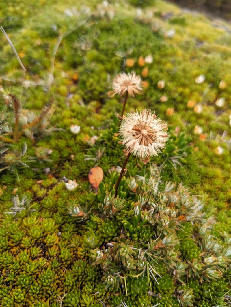 Pappochroma stellatum photo 3