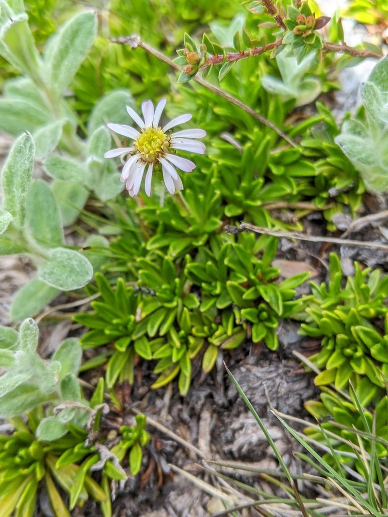 Pappochroma stellatum photo 4