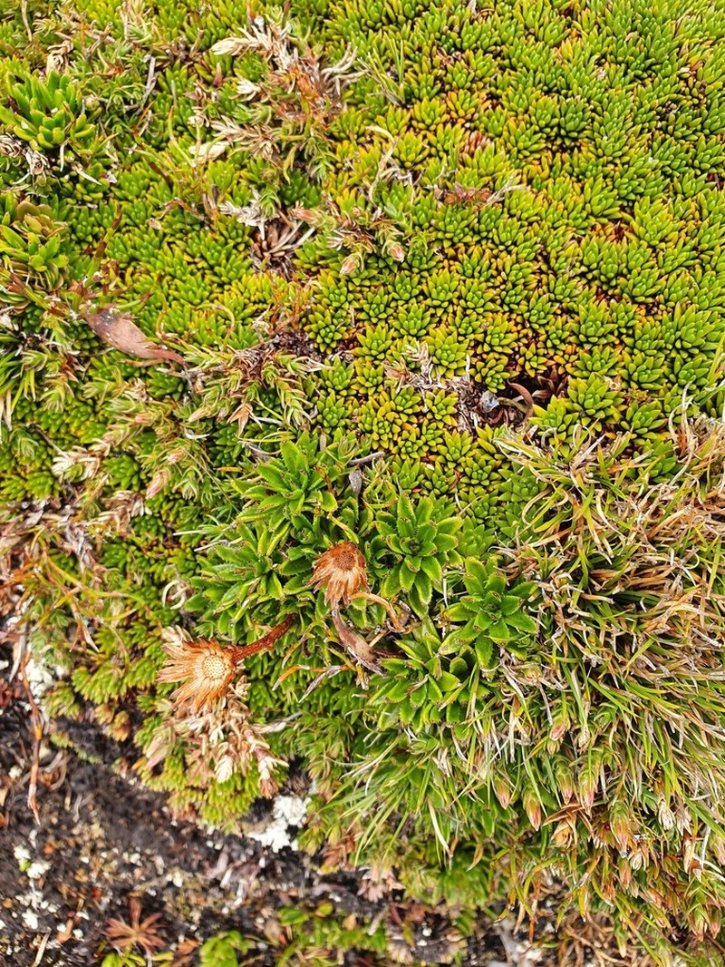 Pappochroma stellatum photo 5