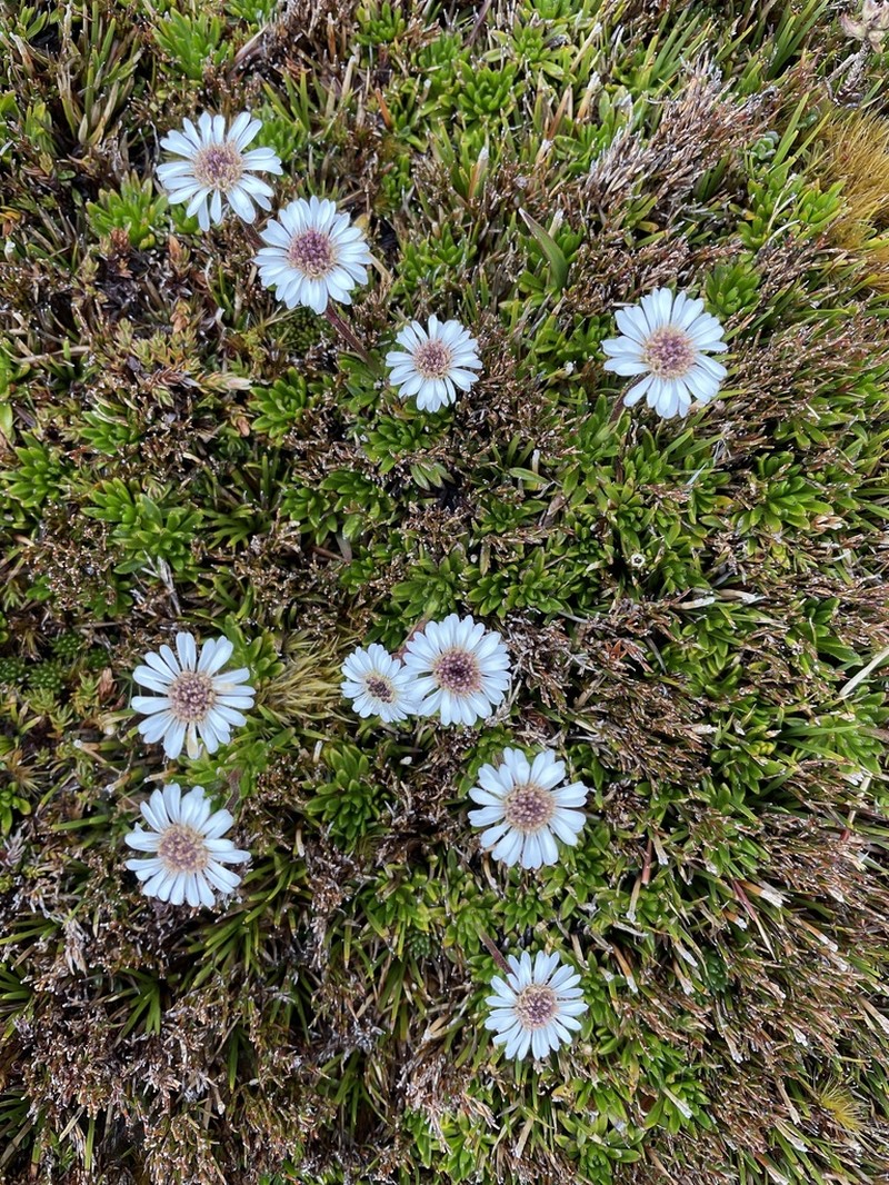 Pappochroma stellatum photo 6