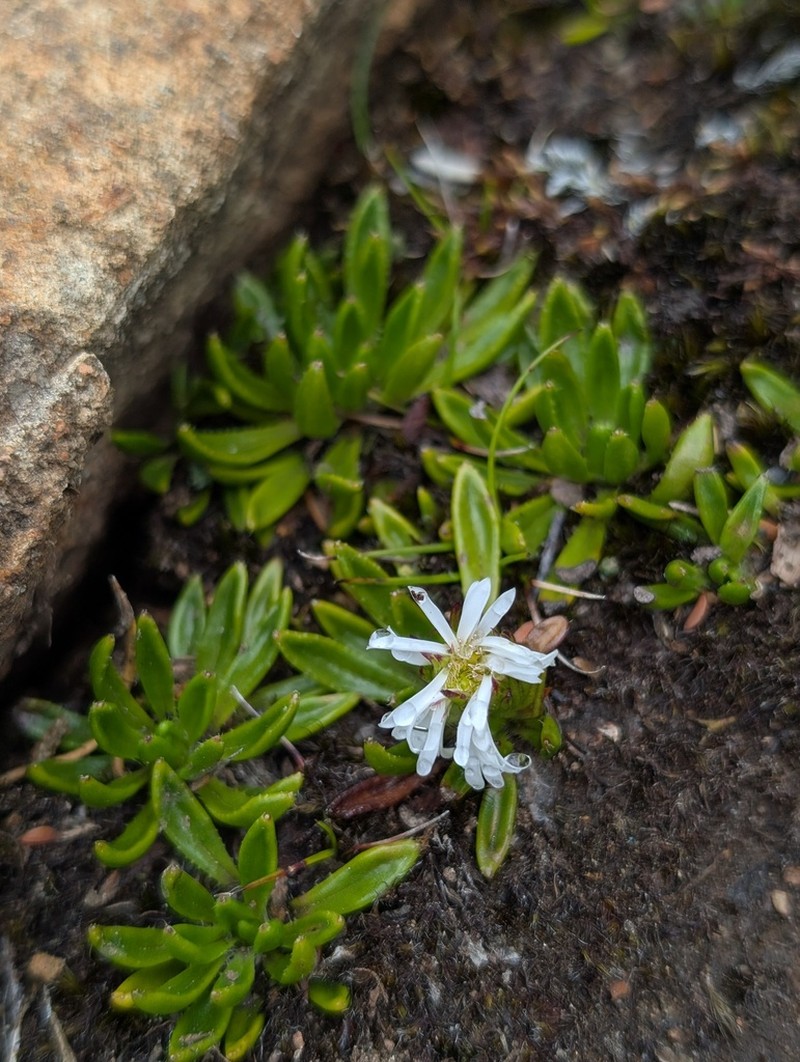 Pappochroma stellatum photo 7