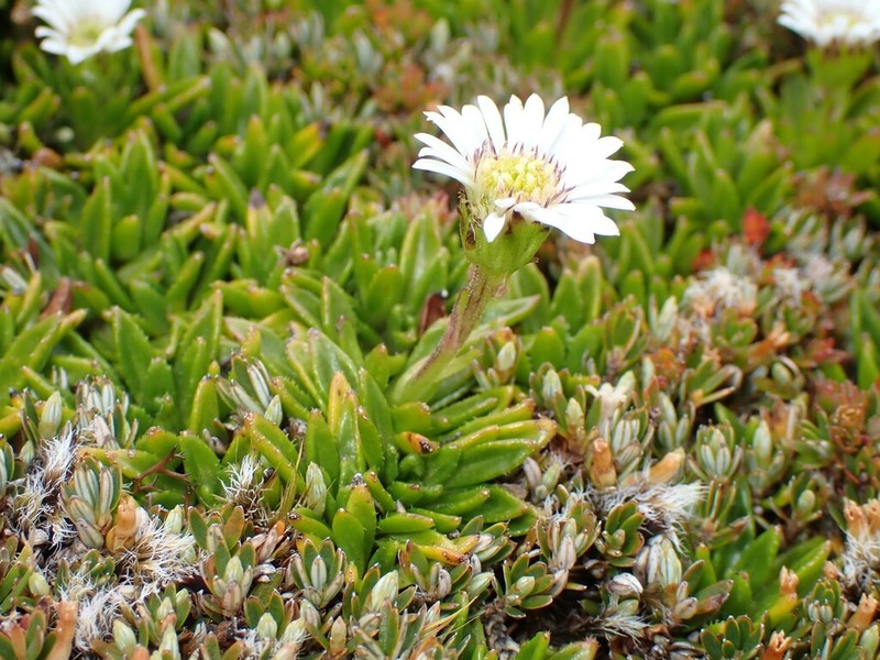 Pappochroma stellatum photo 8