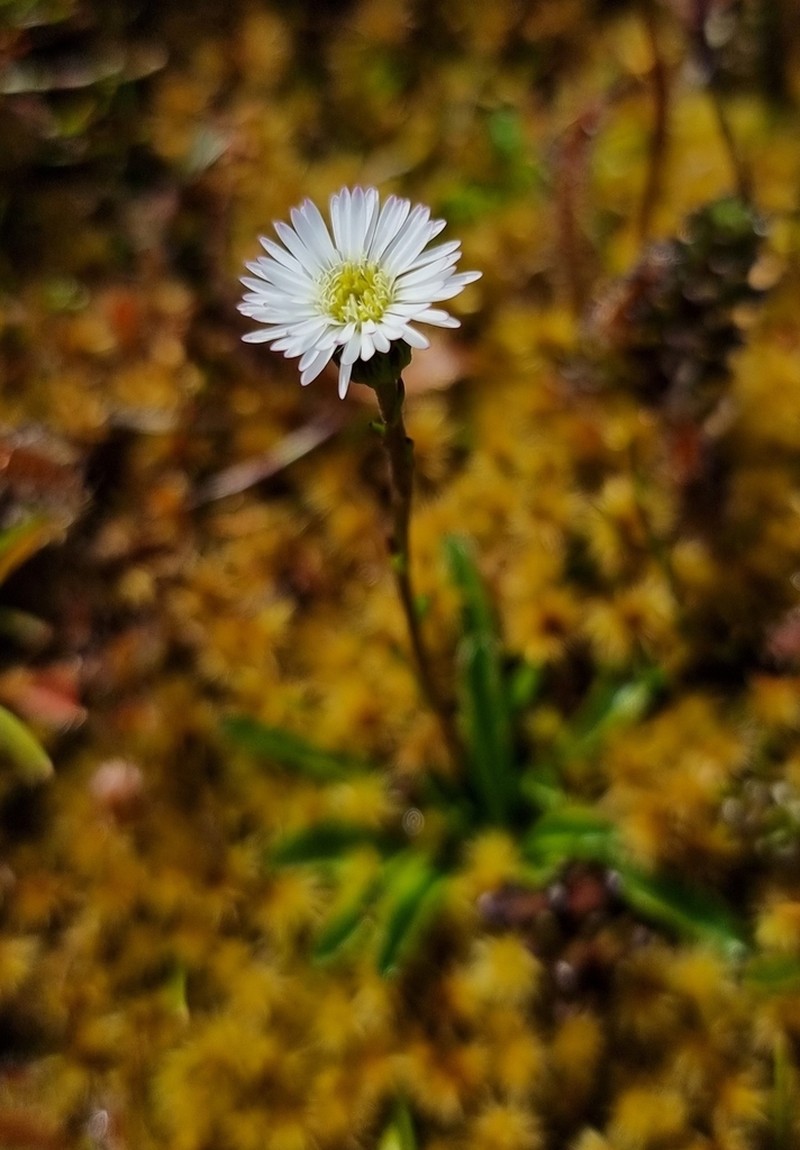 Pappochroma tasmanicum