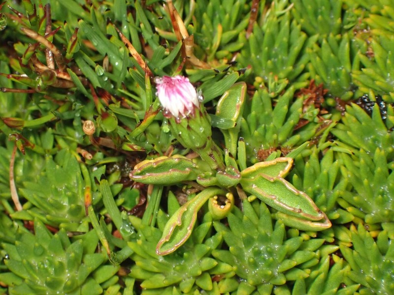 Pappochroma tasmanicum photo 2
